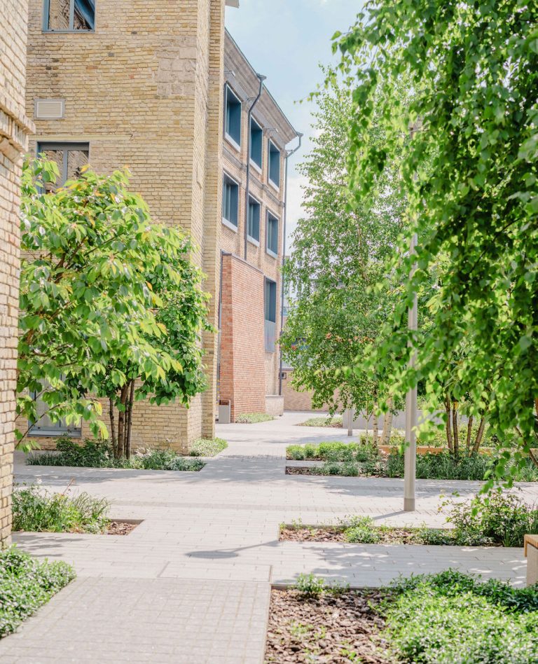 A tree-lined paved walkway between modern brick buildings.